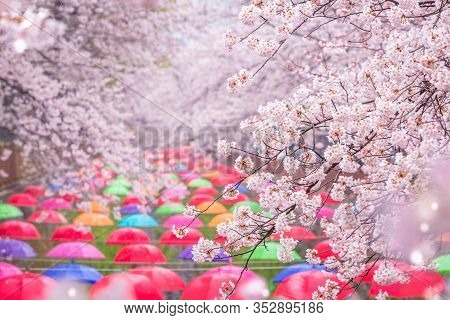 Cherry Blossom In Spring In Korea Is The Popular Cherry Blossom Viewing Spot, Jinhae South Korea.