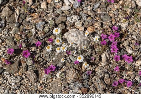 Bright Pink Magenta Small Monkeyflower Desert Wildflowers Mixed With White And Yellow Daisy Like Flo