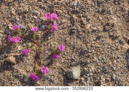 Bright Pink Magenta Small Monkeyflower Desert Wildflowers Growing Close To The Ground, Photo Taken I