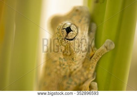 Emerald-spotted Tree Frog 