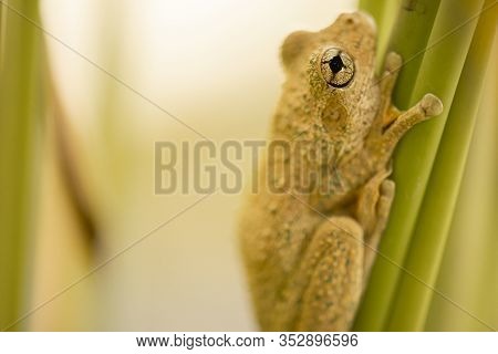 Emerald-spotted Tree Frog 