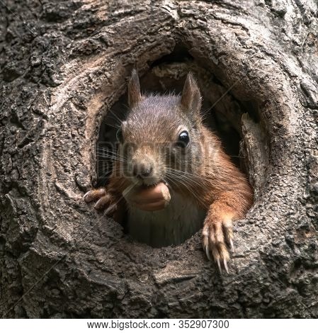 Eurasian Red Squirrel (sciurus Vulgaris) Cautiously Peeks Out Of The Hole In A Tree In The Forest Of