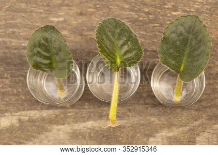 African Violet Leaves In Water. African Violet Propagation Concept