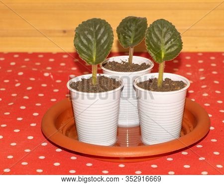 African Violet Propagation Concept. Growing African Violets By Leaf