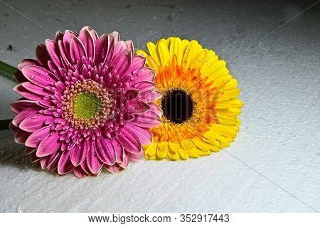 Two Beautiful Colored Flower Close Upin The Sun