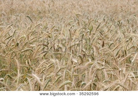 Pequeño foco de campo de trigo pantalla