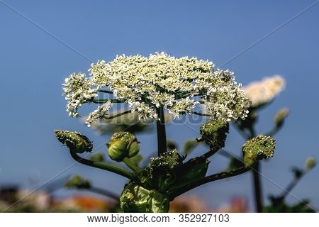 Giant Hogweed Plant Giant Hogweed Sosnowski, Growing In The Field, Heracleum Manteggazzianum