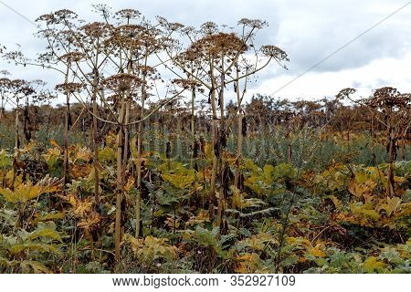 Giant Hogweed Plant Giant Hogweed Sosnowski, Growing In The Field, Heracleum Manteggazzianum