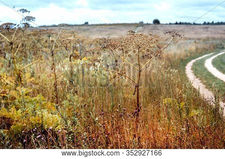 Giant Hogweed Plant Giant Hogweed Sosnowski, Growing In The Field, Heracleum Manteggazzianum