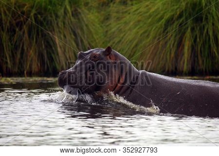 The Common Hippopotamus (hippopotamus Amphibius), Or Hippo Opens His Mouth When Warning His Opponent