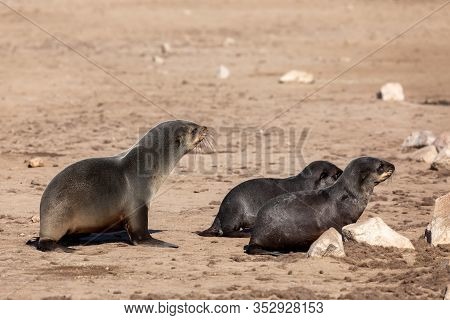 Female With Two Babies Go To The Sea In Cape Cross, Namibia Safari Wildlife