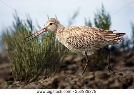 The Bar-tailed Godwit (limosa Lapponica) On The Shore. Godwit In Non-breeding Plumage.