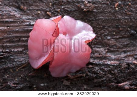 Ascocoryne Sarcoides Or Cylichnium, Know As Jelly Drops Or The Purple Jellydisc, Growing On Dead Woo