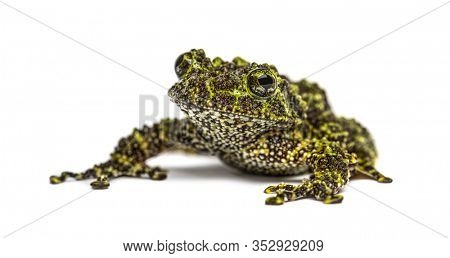 Mossy frog, Theloderma corticale, isolated on white
