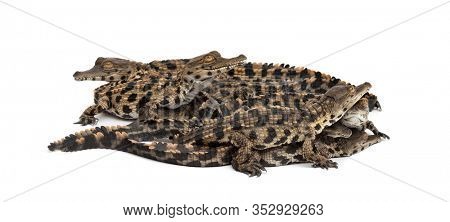 Group of Young West African slender-snouted crocodile, Mecistops cataphractus, isolated on white