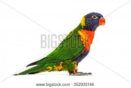 Side view of a Rainbow Lorikeet, Trichoglossus moluccanus, isolated