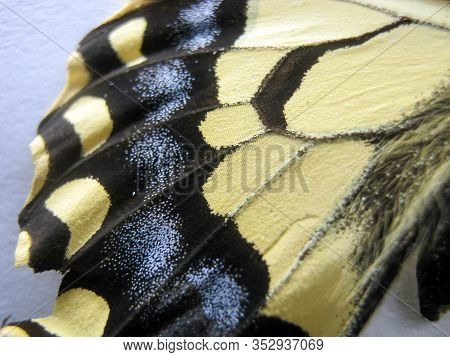 Butterfly Wing Swallowtail Close-up. Abstract Background Of A Colorful Butterfly Wing. Scaly-winged.
