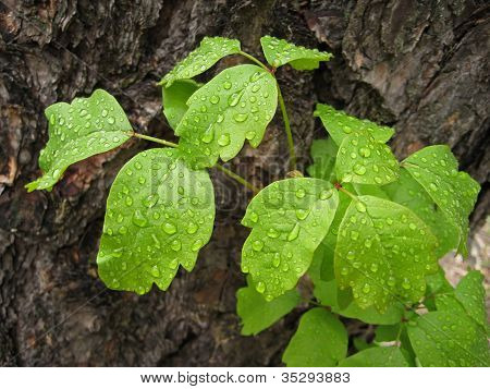 Poison Oak blade med vanddråber