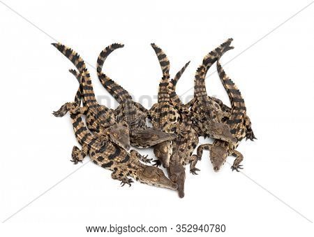 Group of Young West African slender-snouted crocodile, Mecistops cataphractus, isolated on white