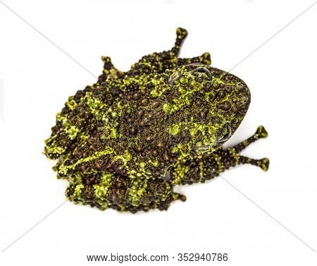 Top view of a Mossy frog, Theloderma corticale, isolated on white