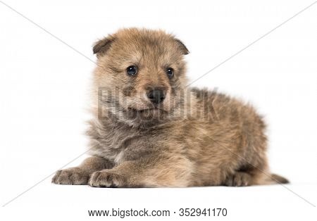 Young Mongolian wolf, or grey wolf, one month old, isolated