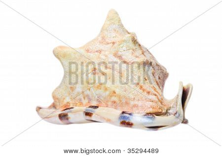 海贝壳