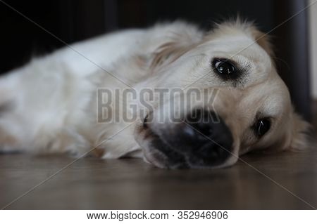 Sad White Golden Retriever On The Floor