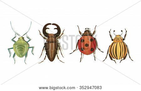 Realistic Bugs And Insects With Shadows Vector Set