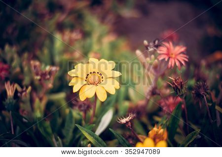 Photo Of Bright Yellow Decorative Flower Gazania Linearis In Tunisia