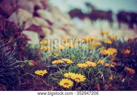 Photo Of Bright Yellow Decorative Flower Gazania Linearis In Tunisia