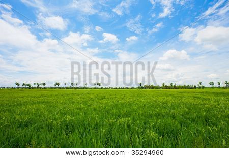 Groene rijst