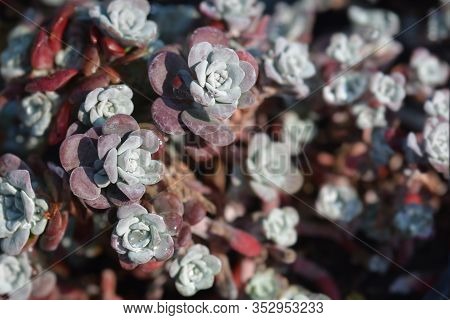 Broadleaf Stonecrop - Latin Name - Sedum Spathulifolium