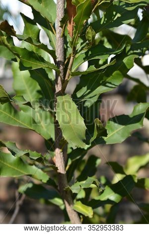 Macadamia Nut Leaves - Latin Name - Macadamia Integrifolia