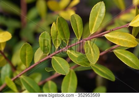 Box-leaved Holly Golden Gem Leaves - Latin Name - Ilex Crenata Golden Gem