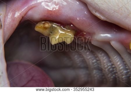 Gum Retraction In Adult Cat Close-up Photo