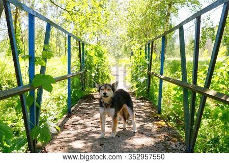 A Stray Dog Blocked The Way Across The Bridge