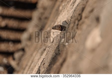Close-up Of Reptile Peeking Out Of Rocks