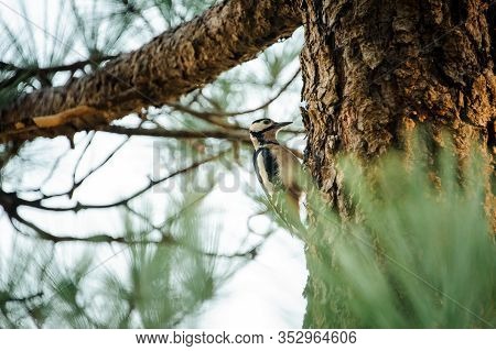 Close-up Of Woodpecker Sitting On A Tree In Forest