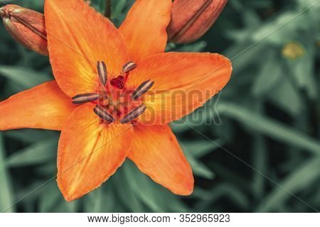 Orange Lily Flower On Green Foliage Background, Blooming