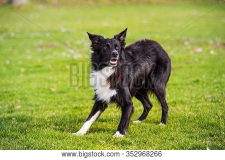 Dod Obedience Training. Full Length Of Curious Border Collie Dog Looking Focused Ahead Enjoying A Su