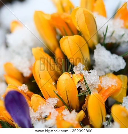 Small Yellow Crocus Flowers In The Snow - Beginning Spring Time