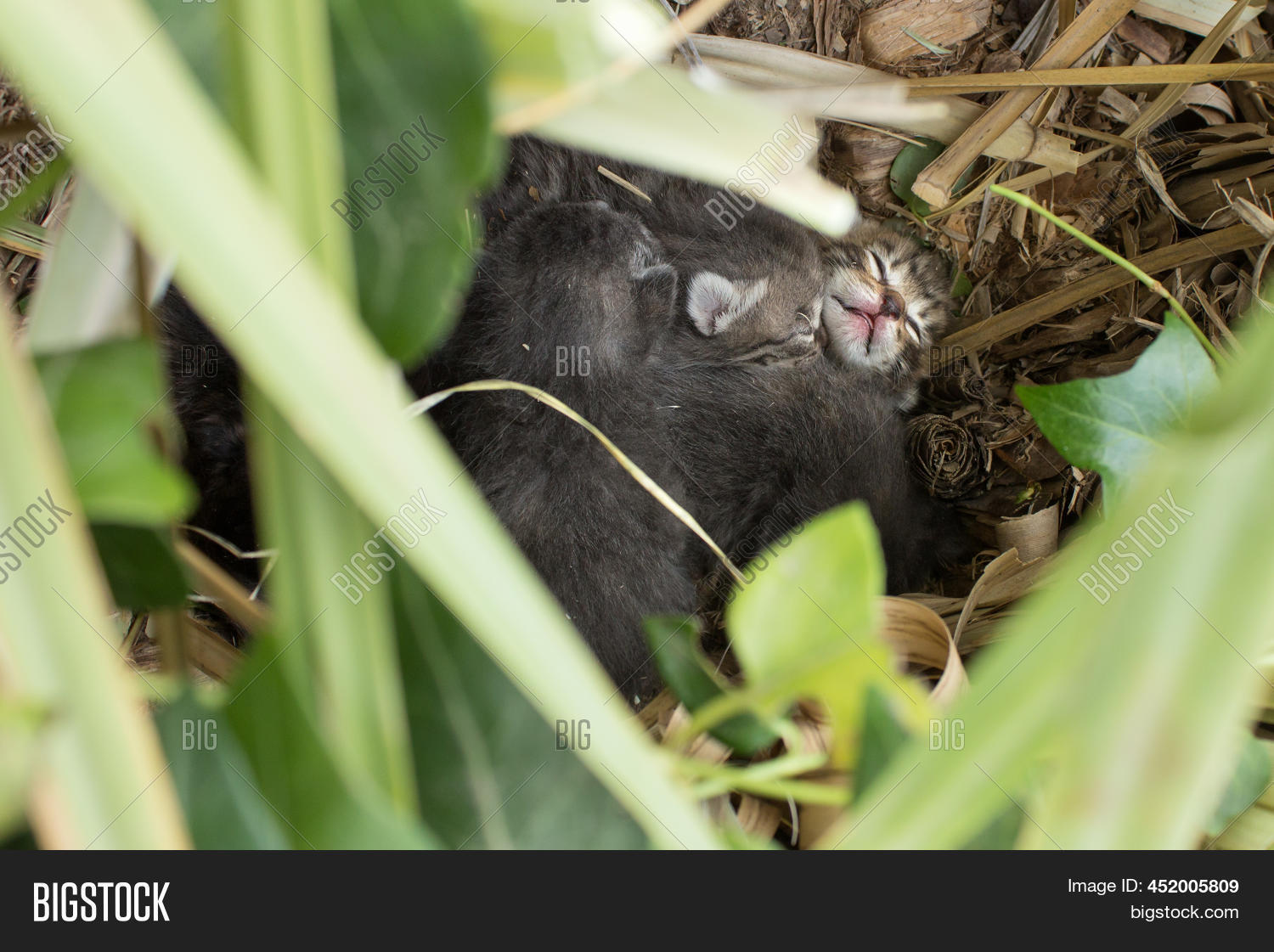 Kitten Sleeps Next Image & Photo (Free Trial) Bigstock