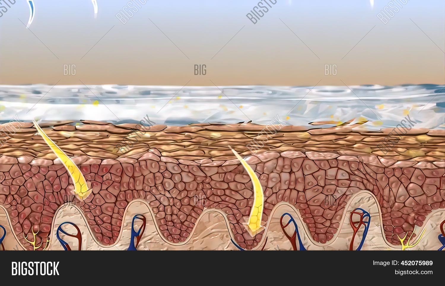 Epidermis Outer Layer Image & Photo (Free Trial) Bigstock