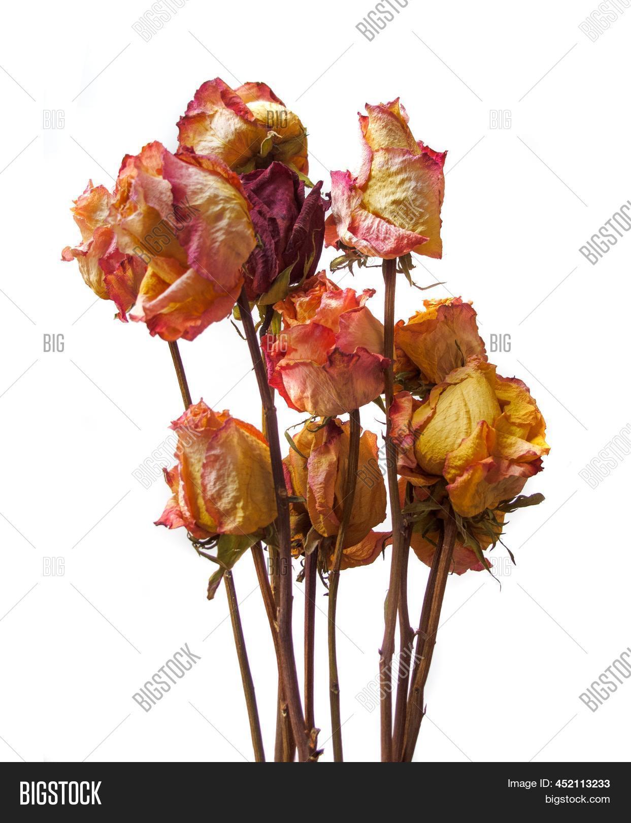 Dried Rose Flowers Image & Photo (Free Trial) | Bigstock