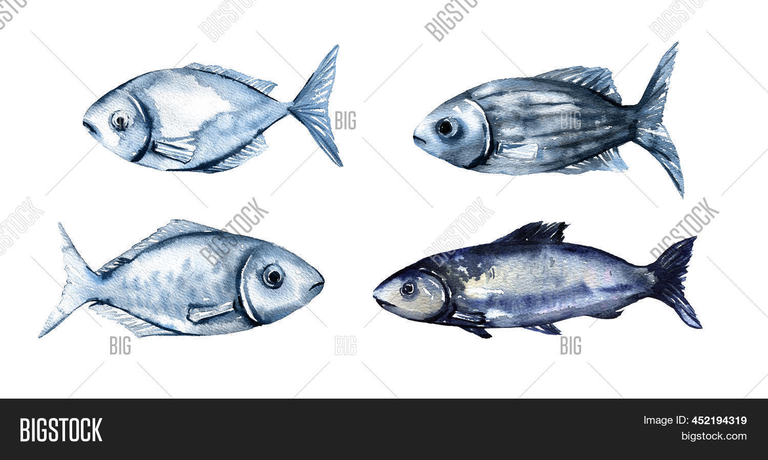 Ocean Fish Collection ภาพและภาพถ่าย (ทดลองใช้ฟรี) | Bigstock