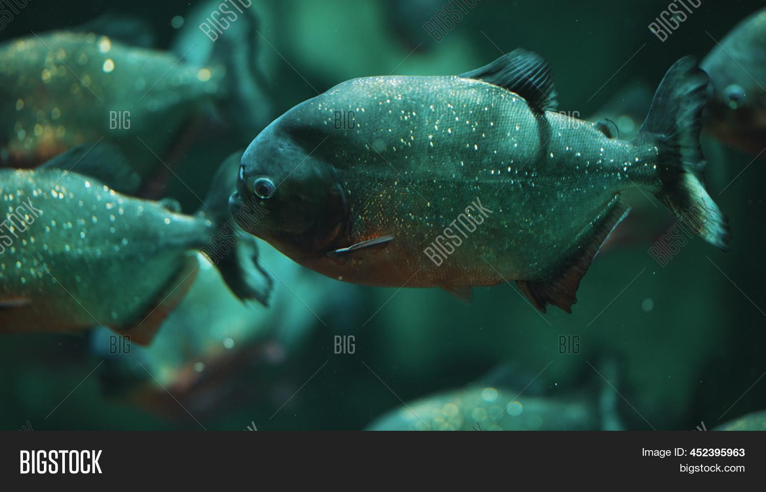 School Piranha Fish. Image & Photo (Free Trial) Bigstock