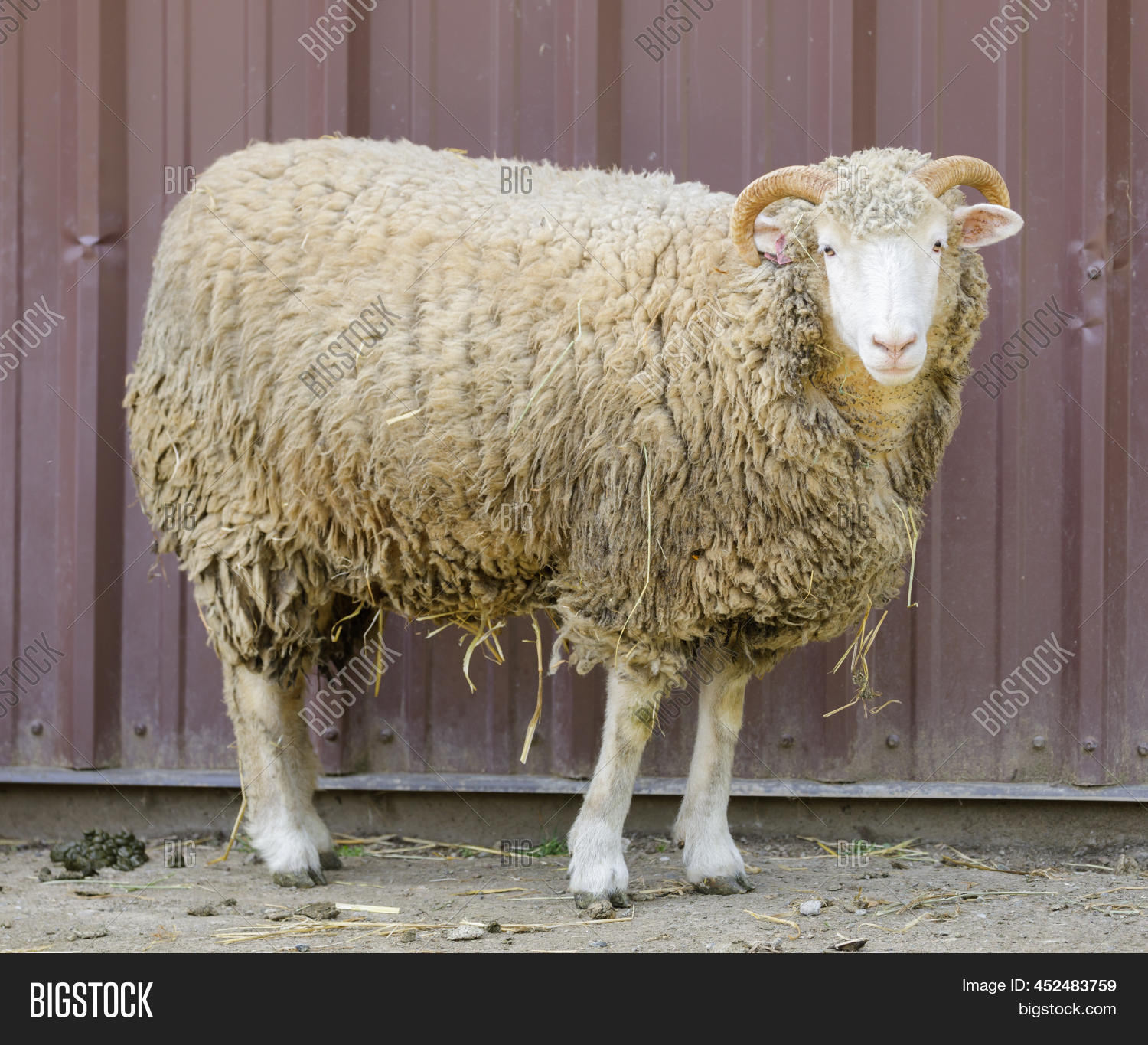 Sheep Ram Standing Image & Photo (Free Trial) Bigstock
