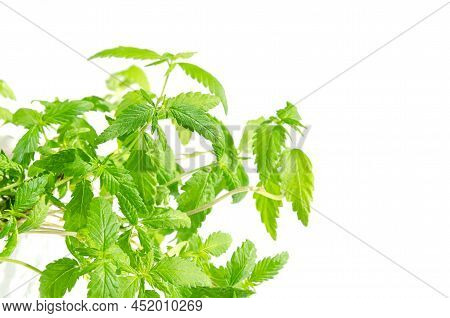 Young Industrial Hemp Plants, In Sunlight, From Above. Ready-to-eat Hemp Microgreens, Green Sprouts,