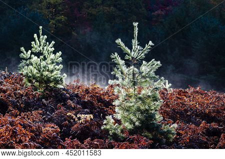 Two Small Pines Are Covered With Morning Frost On A Cold Autumn Morning, Hiawatha National Forest, A