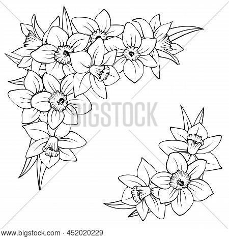 Corner Composition Of Narcissus Flowers Isolated On White. Daffodils Outline Hand Drawn Sketch, Few 